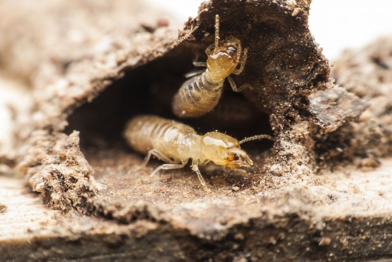 Cost of Termite Inspection