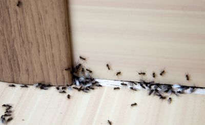 Ant Control Service