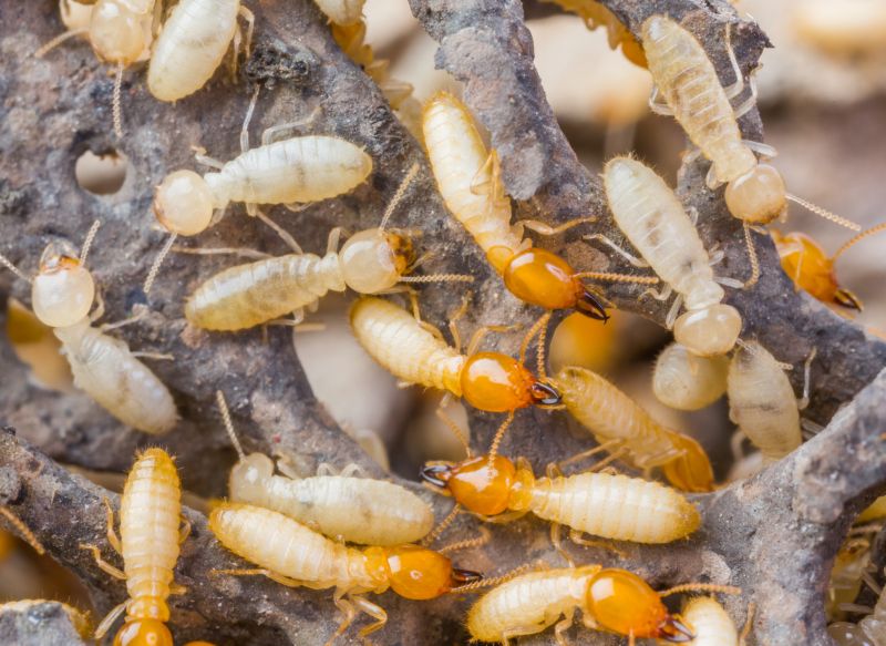 Termite Inspection detail