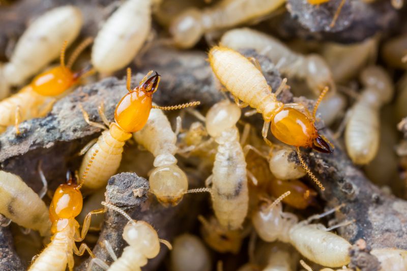 Termite Inspection detail