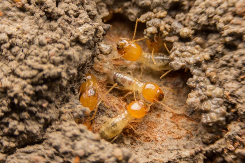 How Termites Enter Homes And Commercial Structures