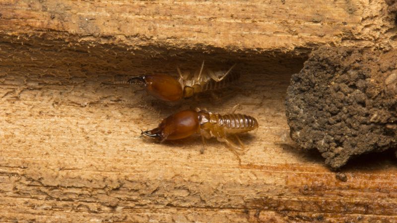 How Termites Enter Homes And Commercial Structures