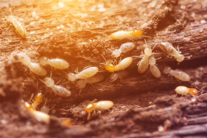 Why Professional Termite Pest Control Is More Effective Than Diy Treatments