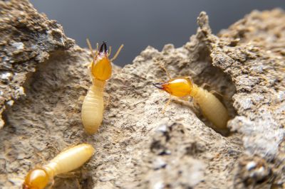Why Professional Termite Pest Control Is More Effective Than Diy Treatments