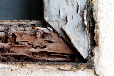 If Left Unchecked, Termites Can Damage Structures and Even Cause Structural Collapse!