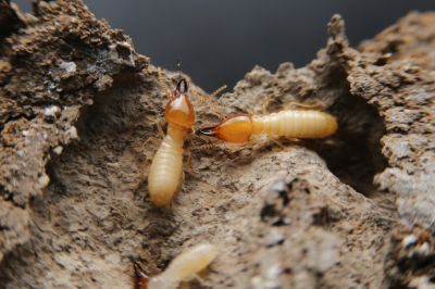 Termites Destroy Wood and Other Organic Materials!